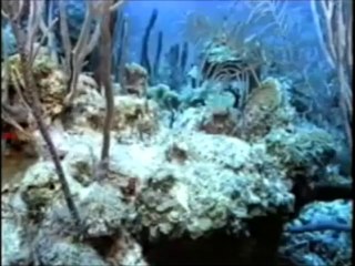 Deniz Canlılarında Bir kamuflaj taktiği Renk Değiştirme