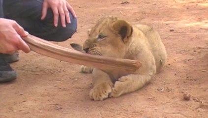 Lion Park, South Africa (2011)