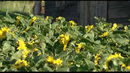 The Messengers - Movie Trailer