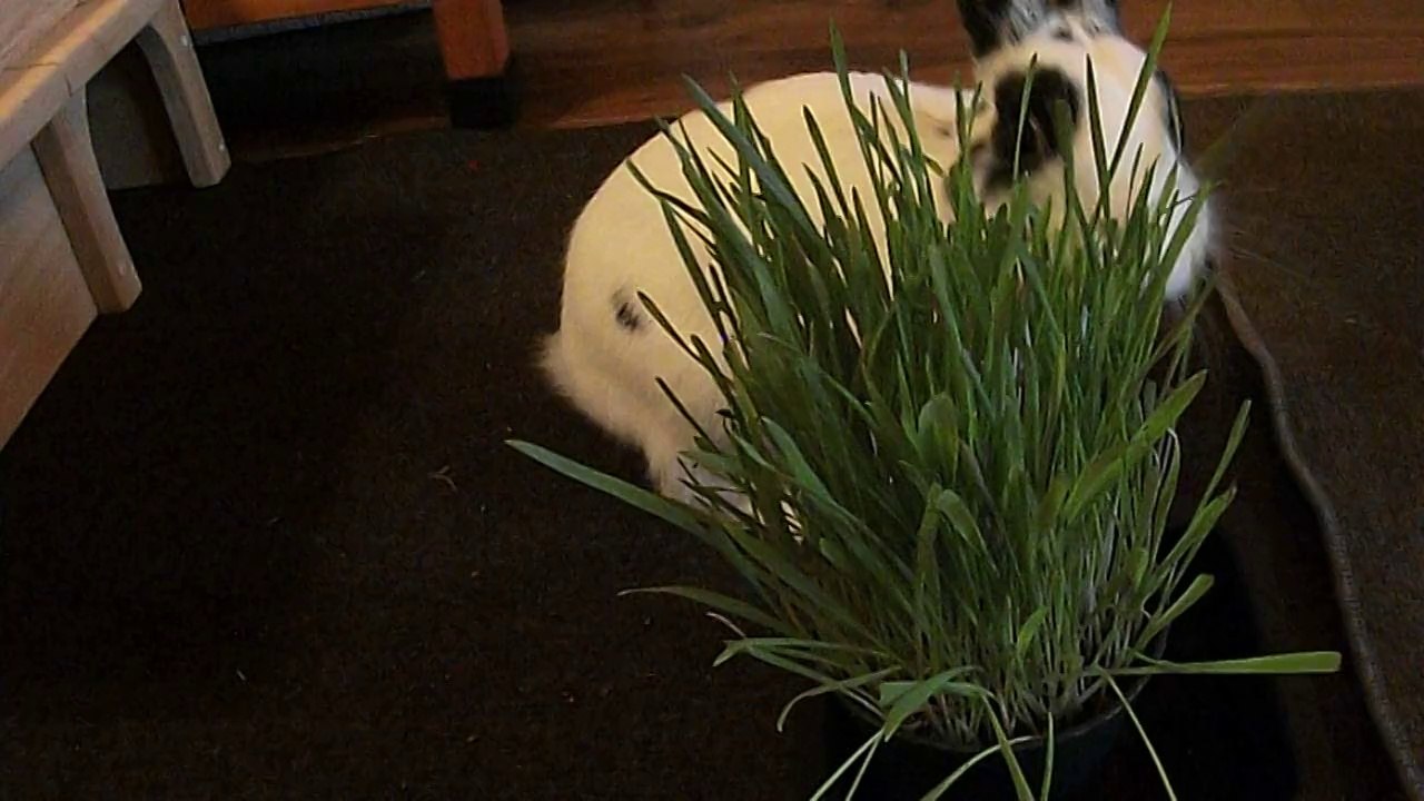 Pinou et son herbe (17-05-14)