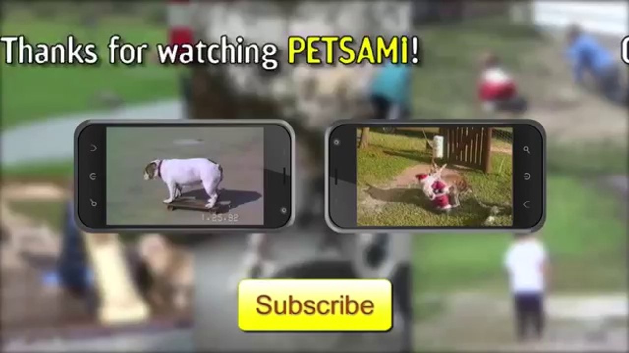 Guilty Dog Caught Red Headed