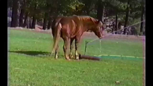 Horses, Ponies and Fails Compilation
