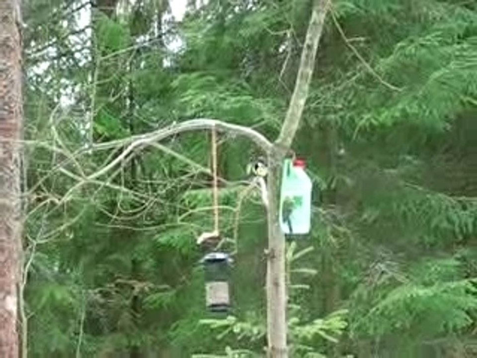 Birds