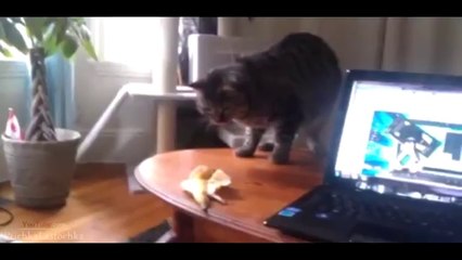 Pranks - Gags - Win - Fail.65