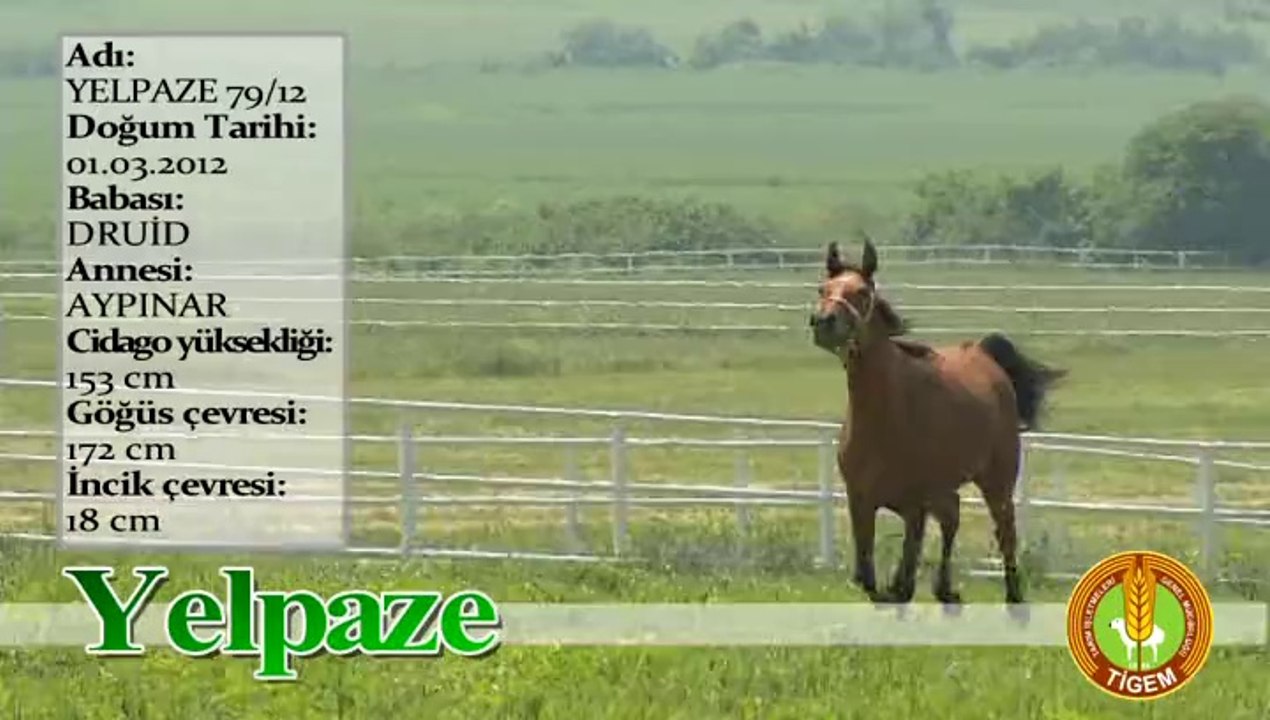 YELPAZE