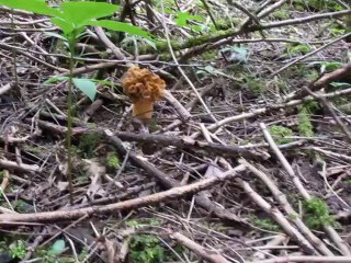 Tricholomes de la Saint-Georges et morilles même biotope.... 6 mai 2014