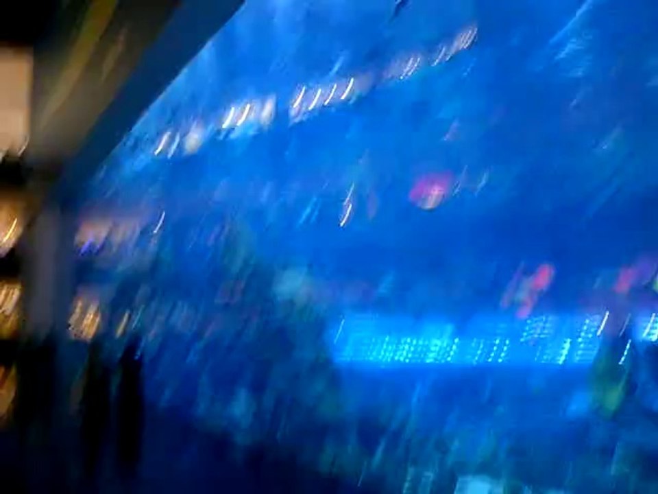 Dubai Mall Aquarium 2