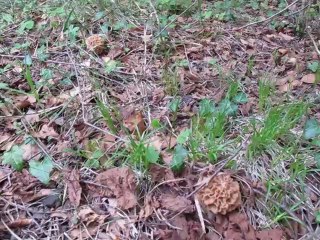 Morilles  6 mai 2014