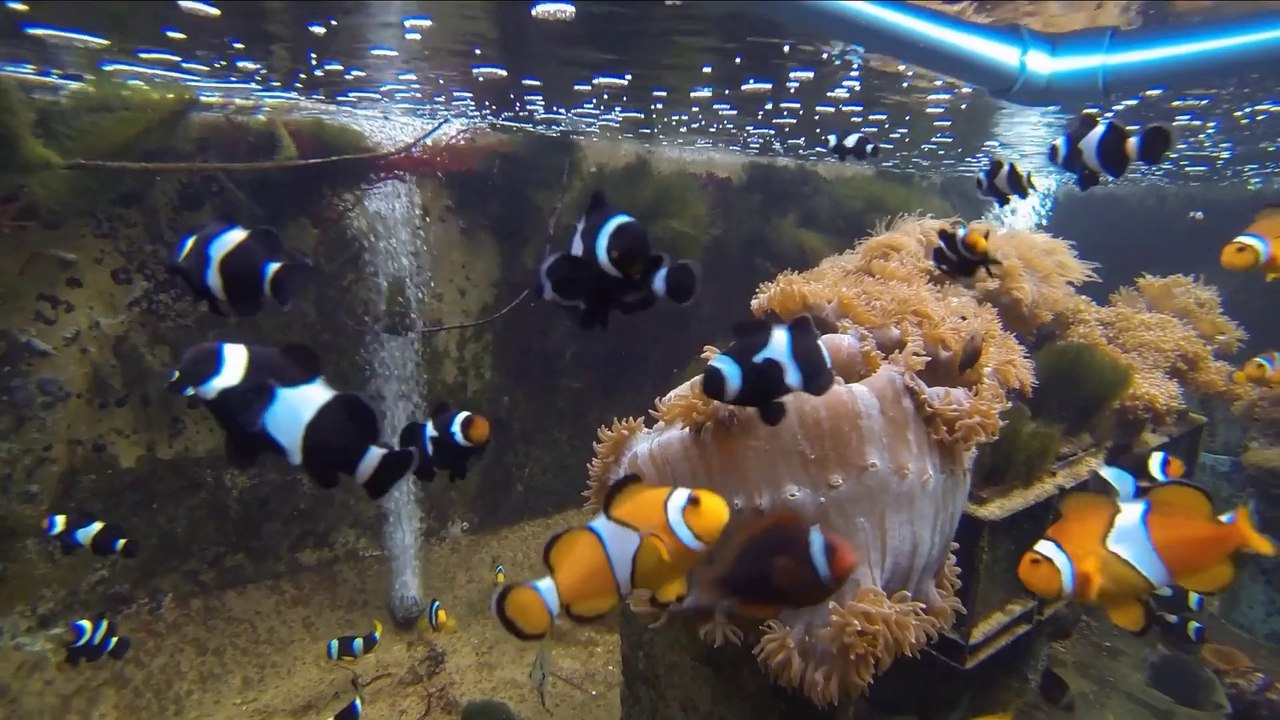 Thailand Phuket 14 GoPro Hero 3 Black Edition