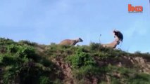 Leaping Lion Catches Antelope In Mid - Air Attack!