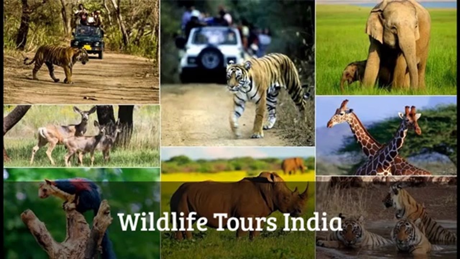 эндемичные животные австралии. животный мир севера. мир животных. растения и животные зоны. интересные темы про животных.