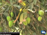 Farmers Facing Problems Due To Not Availablity Of Mango Processing Unit In Multan