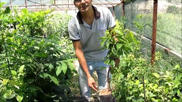 Tüplü Kiraz Fidanı Ne Demektir Aşılı Sertifikalı Kiraz Fidanları