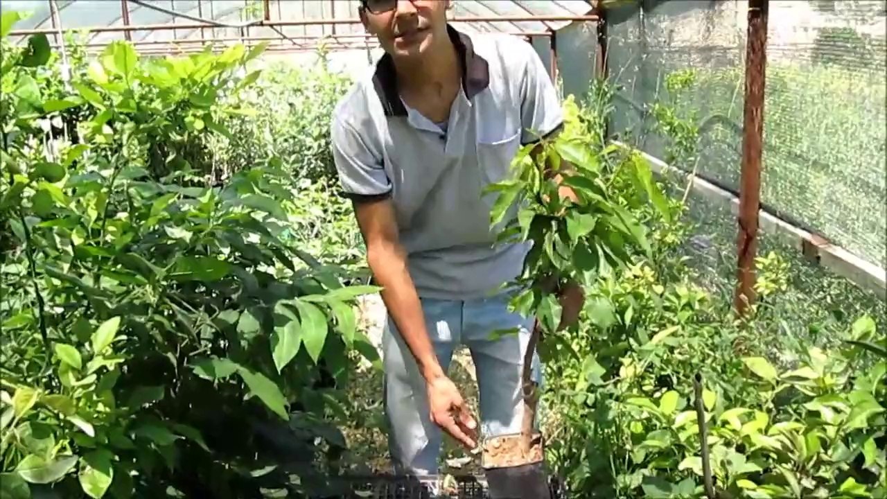 Tüplü Kiraz Fidanı Ne Demektir Aşılı Sertifikalı Kiraz Fidanları
