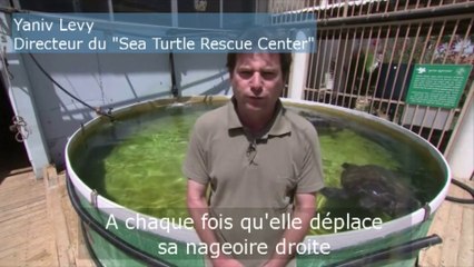 Une prothèse pour une tortue amputée