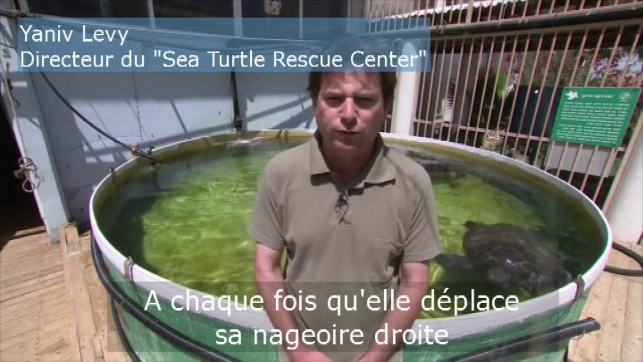 Une prothèse pour une tortue amputée