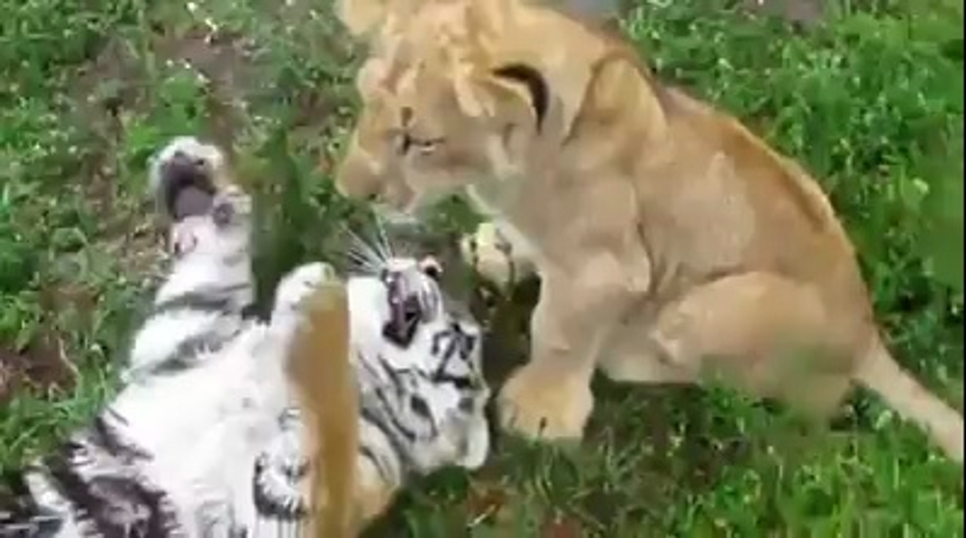 Baby Lion Vs Baby Tiger Video Dailymotion