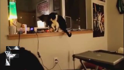 Animals Can Be Jerks - Supercut Compilation 2013!