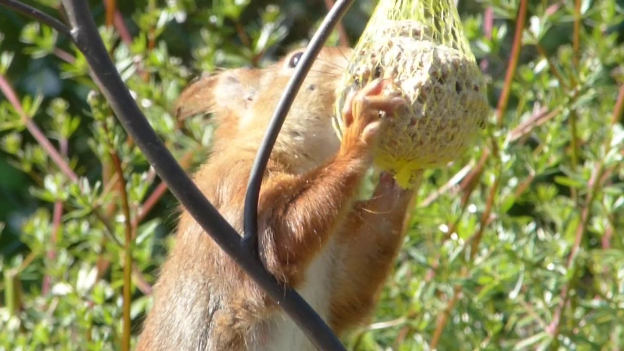 Eichhörnchen futtert Meisenknödel