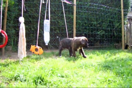 Les 3 caballeros (GEISHA des STEPPES PERDUES X DON JUAN du CINQUIEME DÔME) (GEISHA des STEPPES PERDUES X DON JUAN du CINQUIEME DÔME) à 45 jours, 2014-05-18