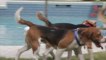 BUZZ NEWS - FR - 9 chiens beagle decouvrent la lumiere du jour