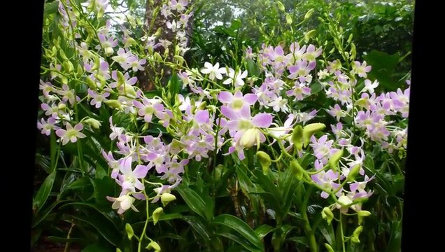 JARDIN AUX ORCHIDEES