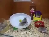 Hız rekoru kıran hamsterlar