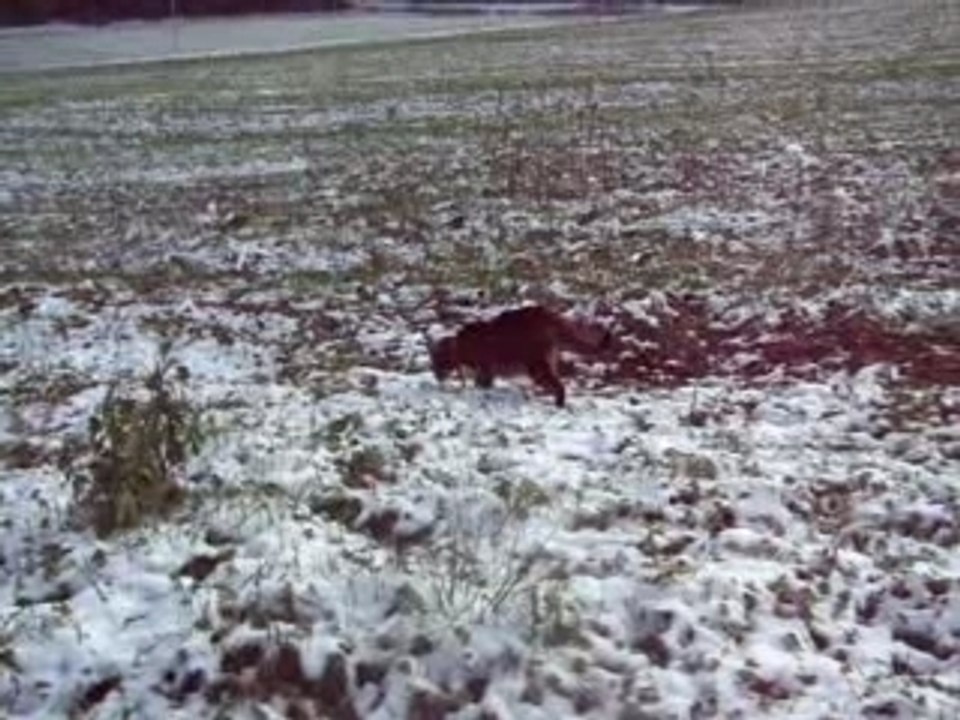 puppet à la neige