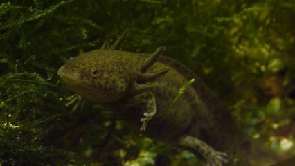 Axolote - Ajolote - Axolotl - Axolotle