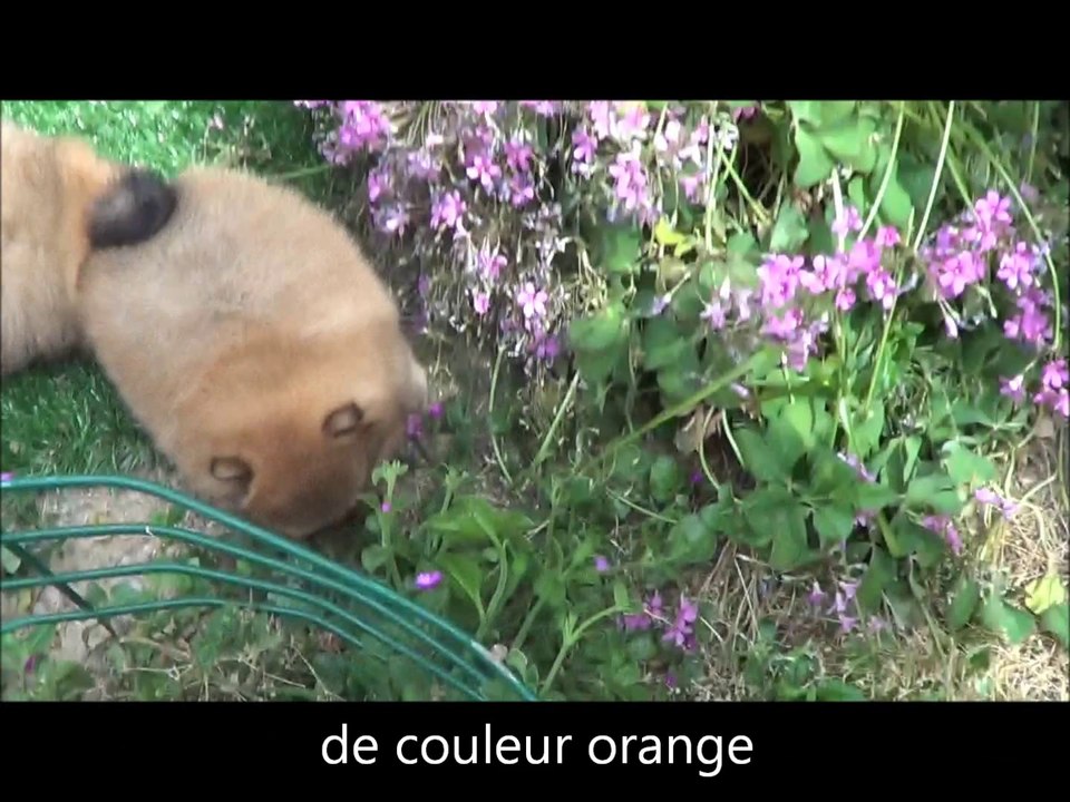 SPITZ POM orange 5 semaine