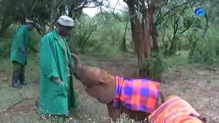El orfanato de bebés elefante de Kenia, un arma contra la caza furtiva