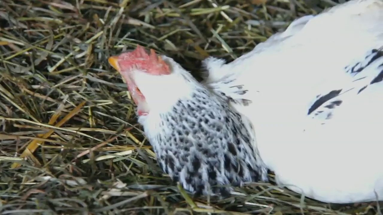 Kyle Livingston - ( How To Hypnotize a Chicken ) - www.jixxeo.com