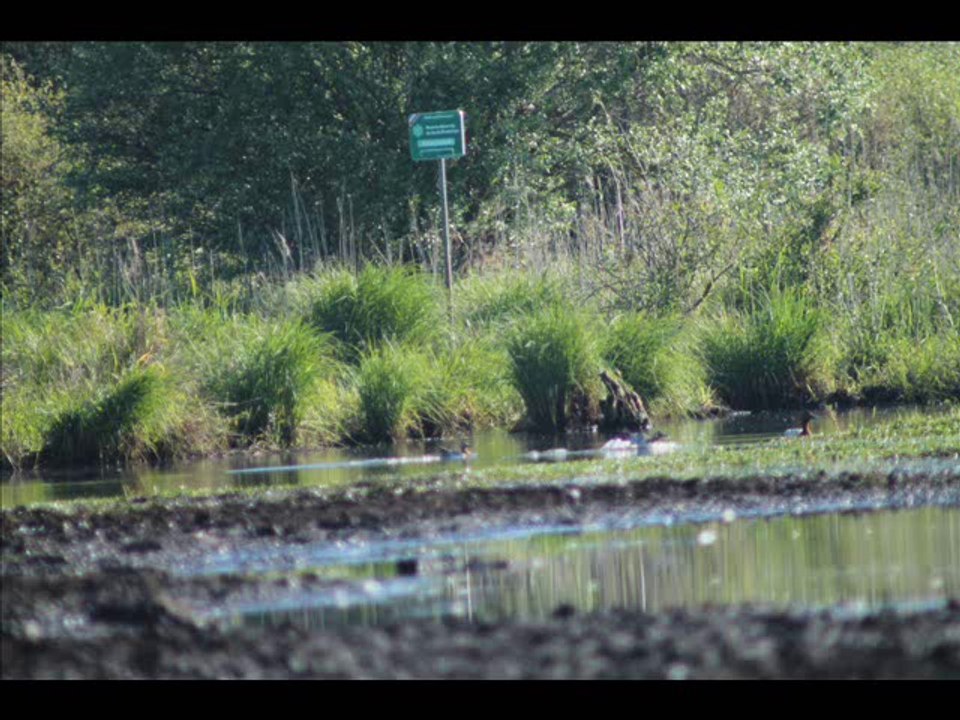 Marais du Lac de grand lieu St Lumine 18/05/2014