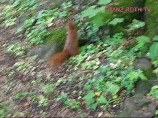 Eichhörnchen - München Ostfriedhof - 2014-05-18