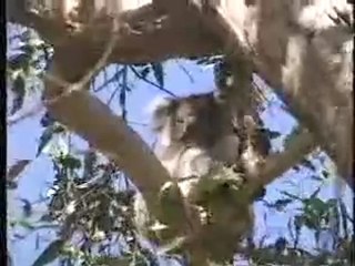 Koalas High In the Trees, Australia