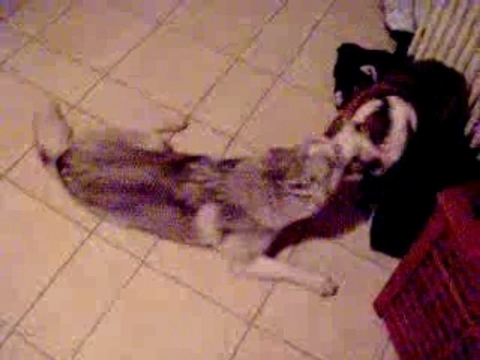 Royal et luna (2)