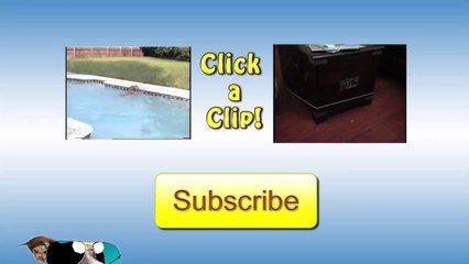 Polite Dogs Wipe Their Feet