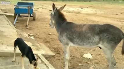 Eşeğin Köpekten İntikamı Kötü Oldu