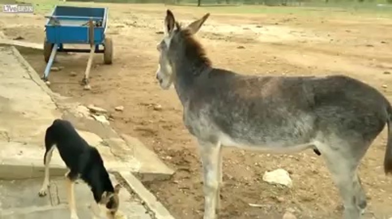 Eşeğin Köpekten İntikamı Kötü Oldu