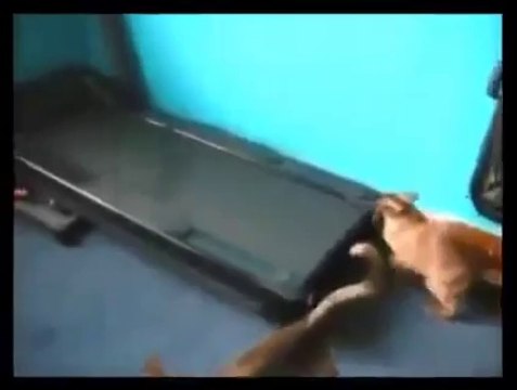 新日本マテリアルおススメ！爆笑ハプニング！想像を絶する猫のおもしろ動画