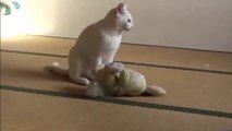 中村浩一郎おススメ！おもしろかわいいハプニング動画　猫編