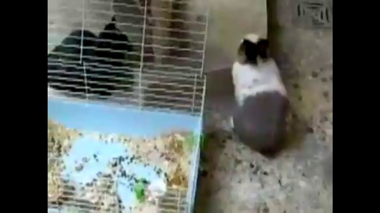 Kediye tecavüz etmeye çalışan sapık tavşan Dailymotion Video