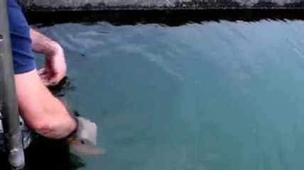 Kendini Sevdiren Sevimli Balık