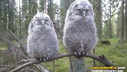 Kafaları Kameraya Odaklanan Baykuşlar