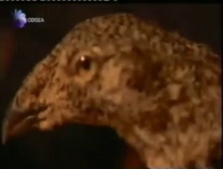 Urogallos de artemisa: Galanes del reino animal