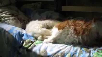 Quand les chats s'aiment... ou pas