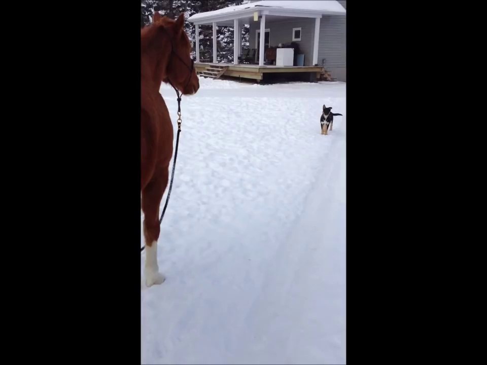 Bébé chien va faire un tour avec son cheval! Trop mignon...