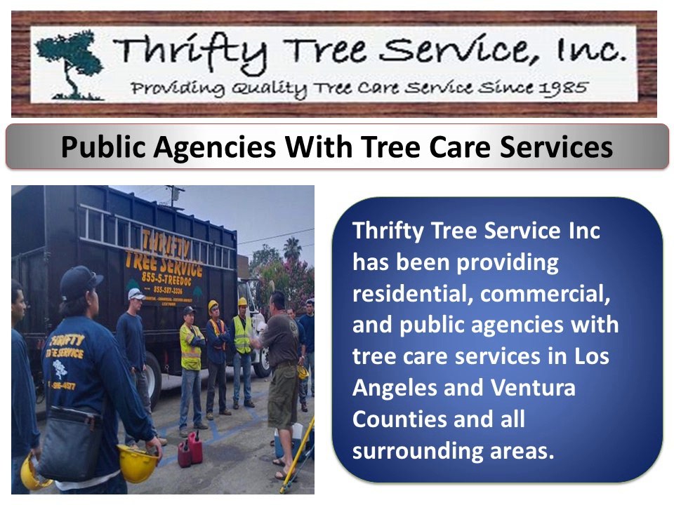 Thrifty Tree Services Inc Arborist In Los Angeles