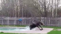 Un élan tombé dans une piscine au Québec essai d'en sortir