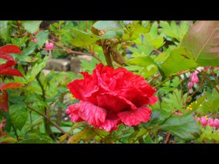 KABHI KABHI MEREY DIL MEIN